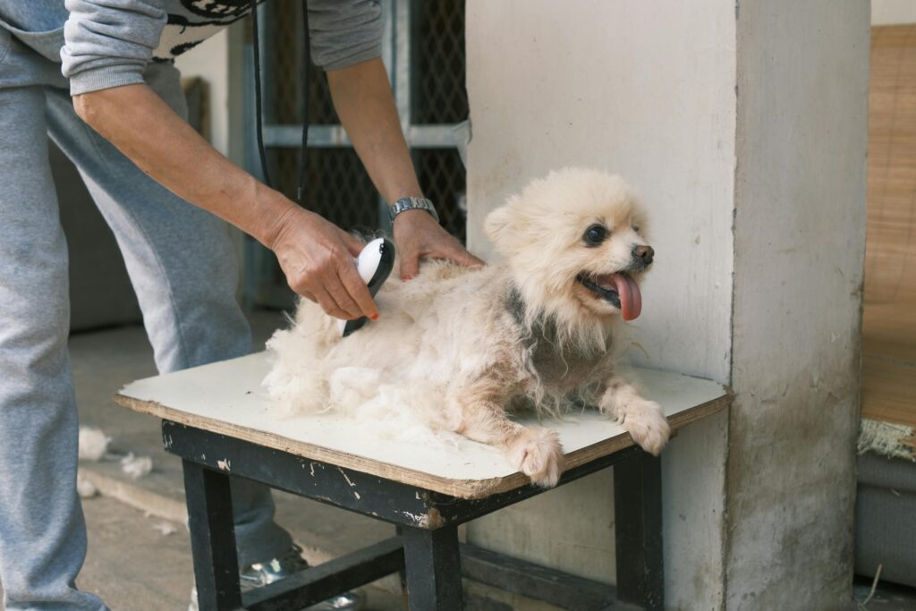 Dog being brushed at home to manage shedding