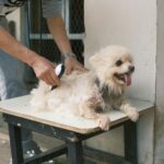 Dog being brushed at home to manage shedding