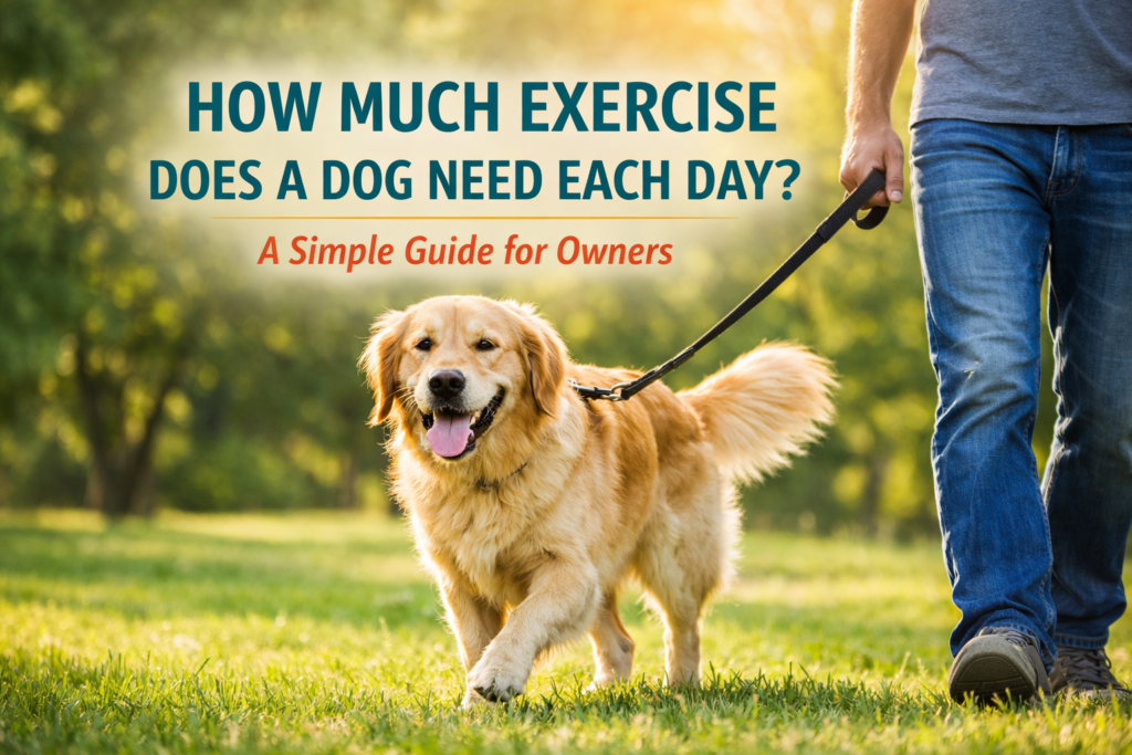 How Much Exercise Does a Dog Need Each Day? A Simple Guide for Owners