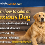 How to Calm an Anxious Dog: Simple Tips That Help