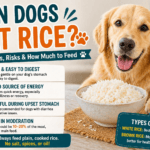 Can dog eat rice during upset stomach and vomit