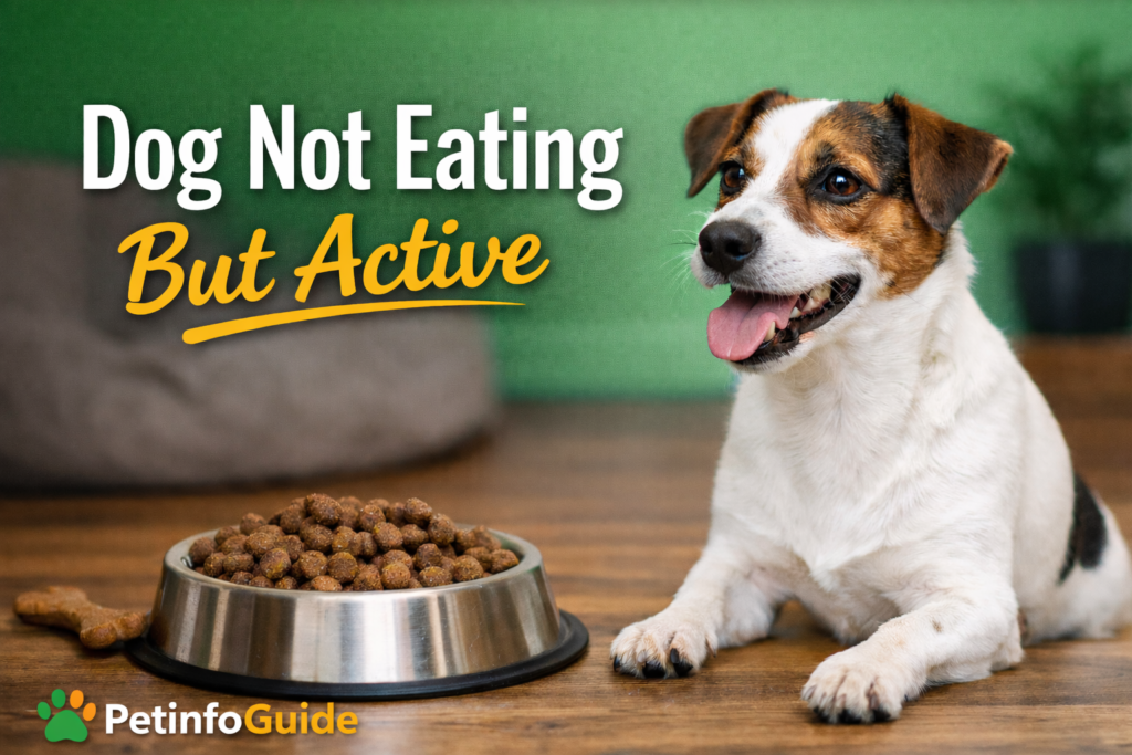 Dog Not Eating But Active: Causes, Solutions & When to Worry (2026 Guide)
