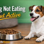 Dog Not Eating But Active: Causes, Solutions & When to Worry (2026 Guide)