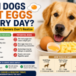 can dogs eat eggs daily
