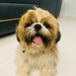 Alexander Alex the Shih tzu puppy.png