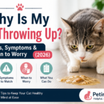 why is my cat throwing up